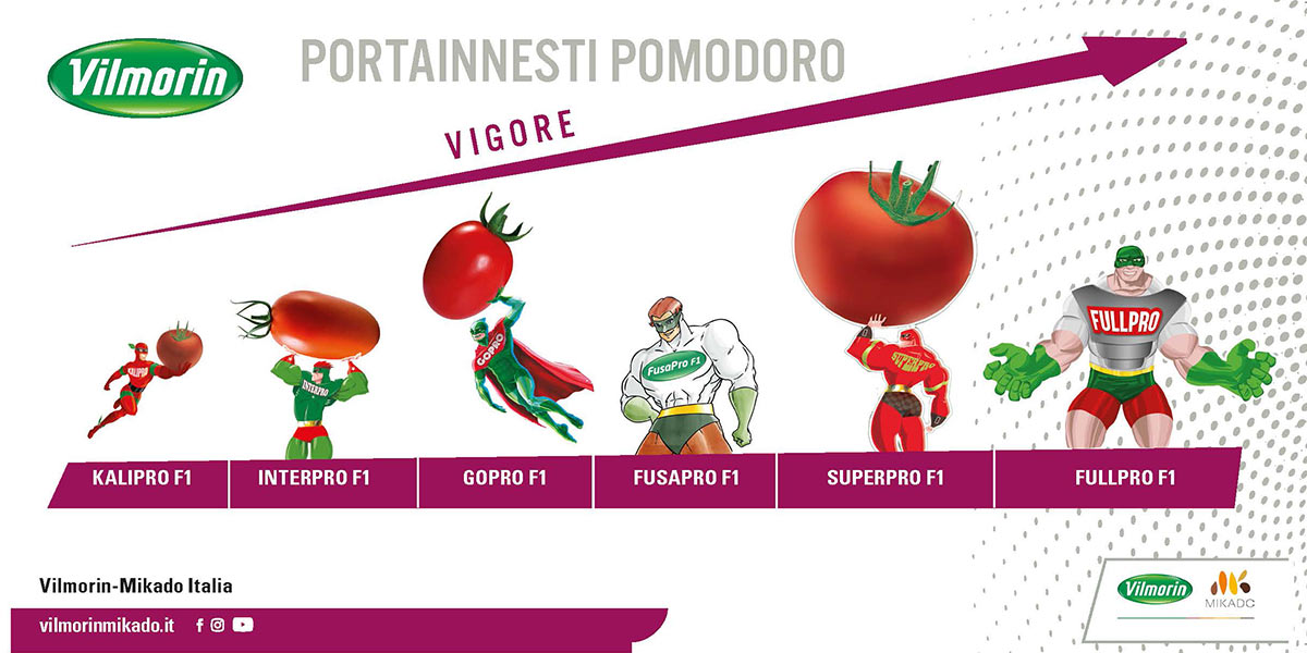 Portainnesti pomodoro, le soluzioni per il mercato siciliano